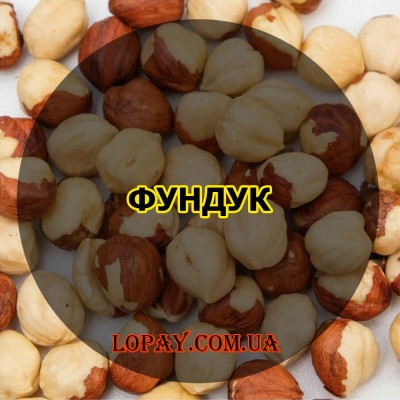 Фундук
